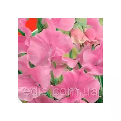 Горошок Запашний Френк 1 г, насіння Яскрава