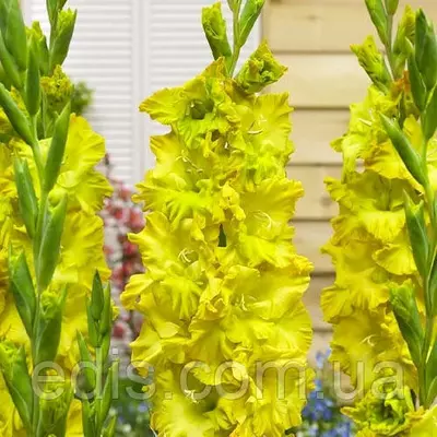 Гладіолус гофрований Blitz (Бліц) 3 цибулинки 12/14