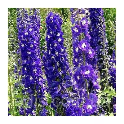 Дельфініум King Arthur (Король Артур), контейнер