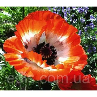 Мак східний Picotty (Пікоті)