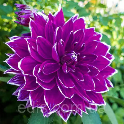 Жоржина високоросла Praemie 18