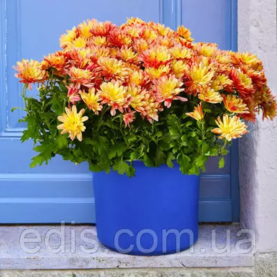 Хризантема Dreamstar Lachs (Дрімстар Лекс)