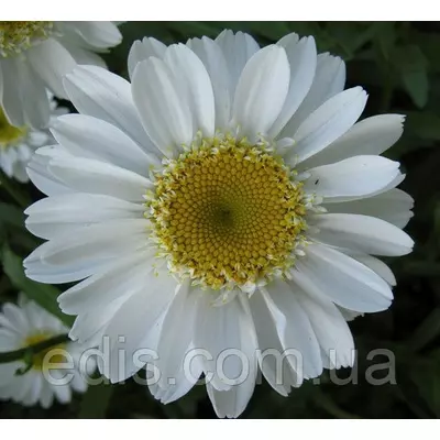 Королицю (ромашка садова) Sunny Side Up