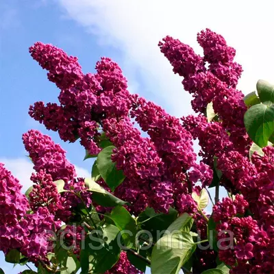 Бузок Пам'яті Людвіга Шпета