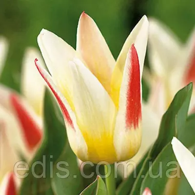 Тюльпан гібрид Грейга Johann Strauss (Йоган Штаус)