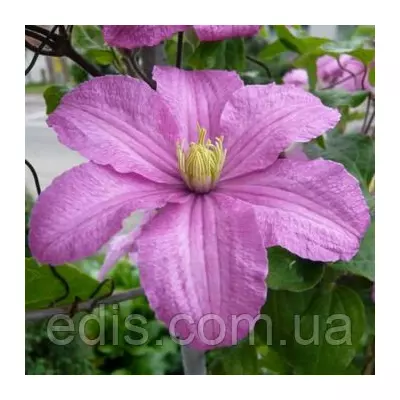 Клематис Comtesse de Bouchaud (Комтесс де Бушо)