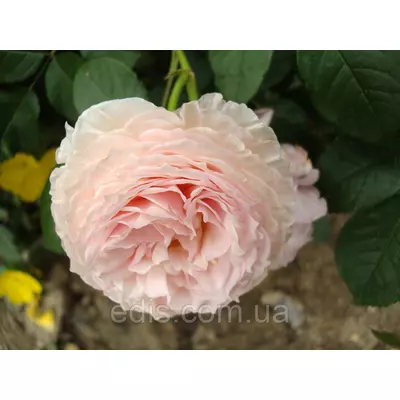 Троянда Містер Гамільтон (Mister Hamilton) англійська флорібунда