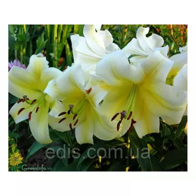 Лілія ОТ гібрид Yellow Bride (Єллоу Брайд) 1 цибулина 12/14