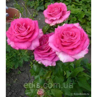 Троянда Топаз (Topaz) чайно-гібридна