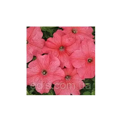 Петунія гігантська Млади F1, 10 насінин-драже, серія PREMIUM ТМ Яскрава