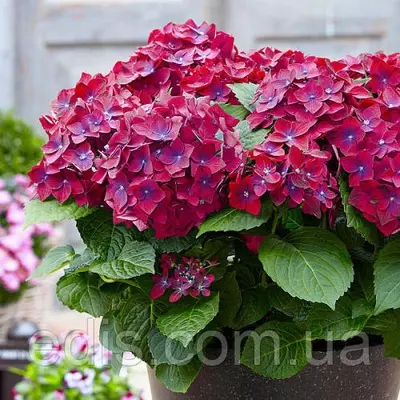 Гортензія великолисткова Hot Red Purple (Хот Ред Пурпл) у контейнері