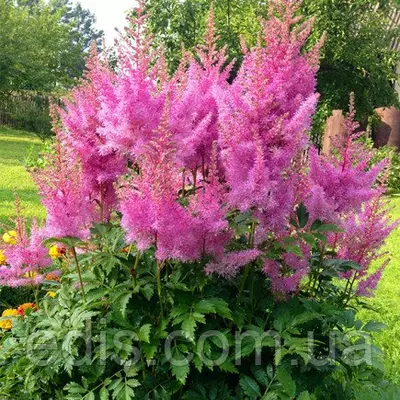 Астільба Gloria Purpurea (Глорія Пурпуреа)