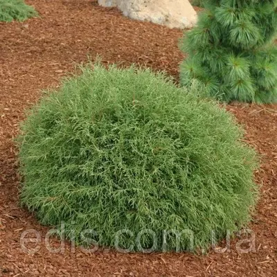 Туя Mr. Bowling Ball (Містер Боулінг Болл/ Містер Куля для Боулінгу) у контейнері 2 л