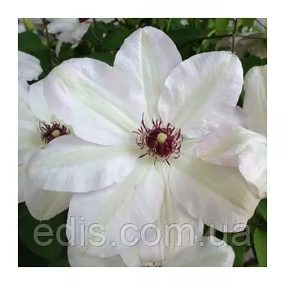 Клематис Miss Bateman (Міс Бейтман/ Міс Бейтмен)