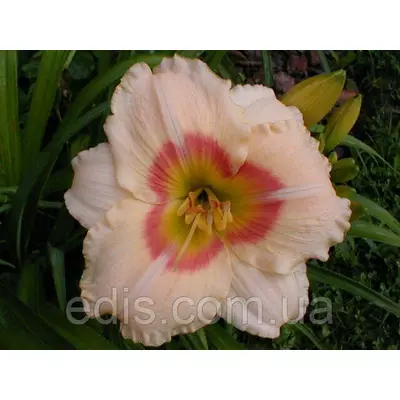 Лілейник Siloam Ethel Smith