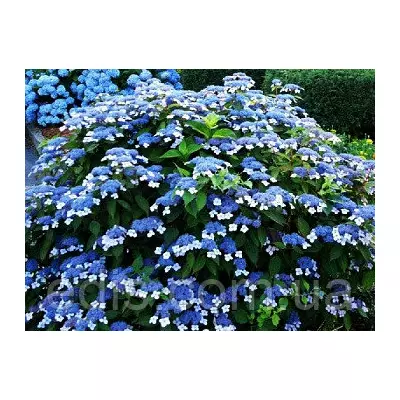 Гортензія Bluebird (Блюбьорд) у контейнері 0,5