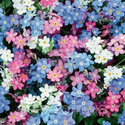 Незабудка суміш 0.2 г