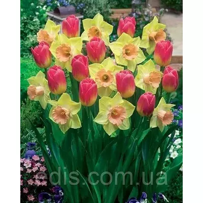 Набір цибулин квітів Верона 6 цибулин (тюльпани, нарциси)