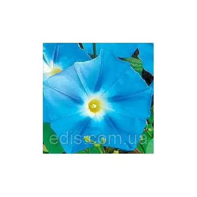 Іпомея блакитна 1,0 г, насіння Яскрава