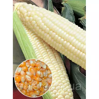 Кукурудза Русалка 500 г, вагове насіння Яскрава