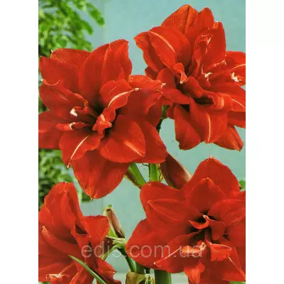 Гіппеаструм махровий Red Peacock / Ред Пікок / 1 цибулина 24/26