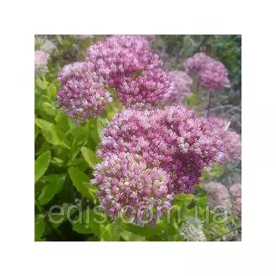 Очиток (седум) помилковий Діамант