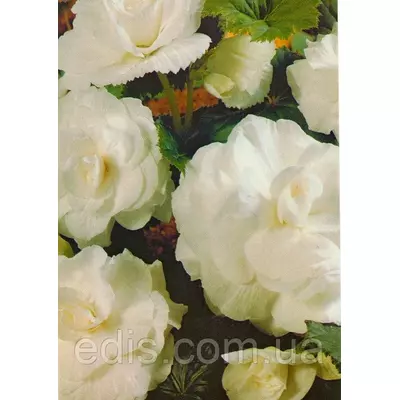 Бегонія бульбова махрова Біла, 1 бульба