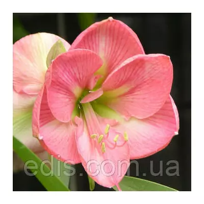 Гіппеаструм простий Susan (Сюзен) 1 цибулина 24/26