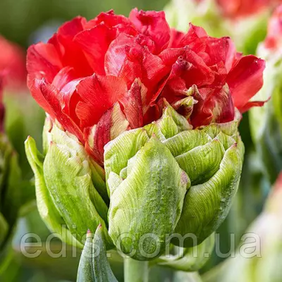 Тюльпан махровий Bull's Eye (Бул'з Ай) 3 цибулини