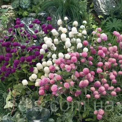 Гомфрена Шаровидна суміш 0,1 г, насіння Яскрава