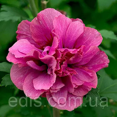 Гібіскус сирійський махровий Duc de Brabant (Дак де Брабент), Р9, 2-річний