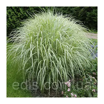 Міскантус Variegatus