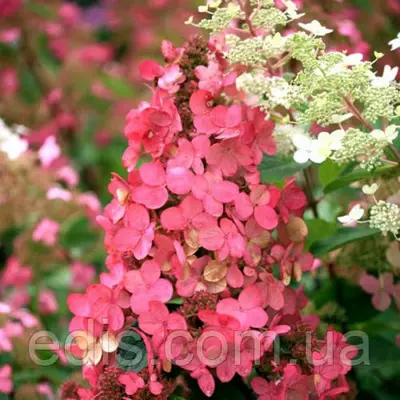 Гортензія волотиста Pink Queen (Пінк Куін) у контейнері 2 л