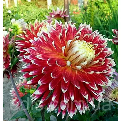 Жоржина гігантська Akita