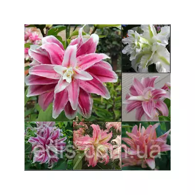 Лілія Махрова орієнтальна суміш 5 шт./уп.