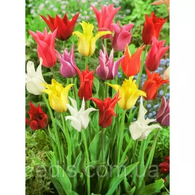Суміш лілієвидних тюльпанів, 9 цибулин
