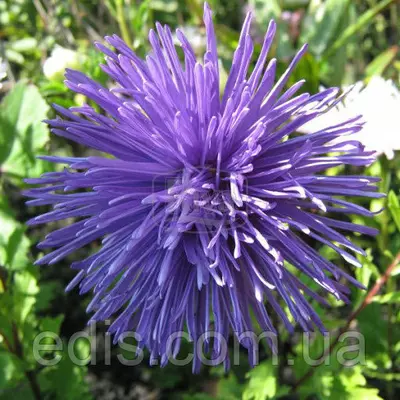 Айстра голчаста Еля 0,3 г насіння Яскрава