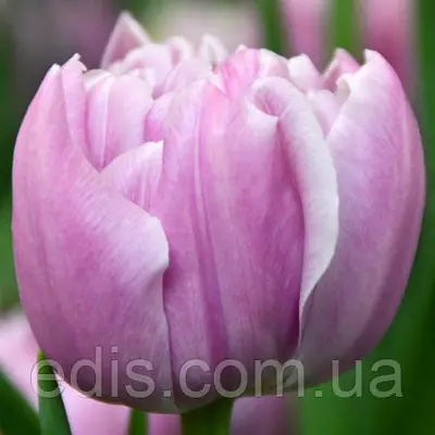 Тюльпан Katinka (Катінка) махровий пізній 3 цибулини