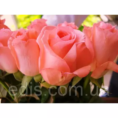 Троянда Ноблес (Noblesse) чайно-гібридна