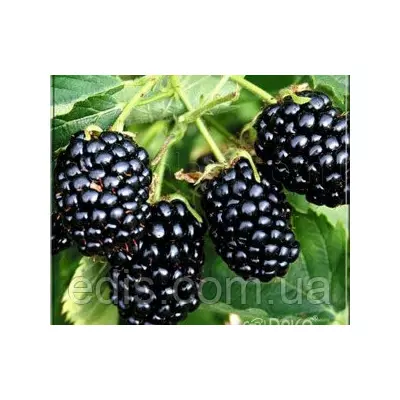 Ожина Лох Мері (Loch Maree) середньорання