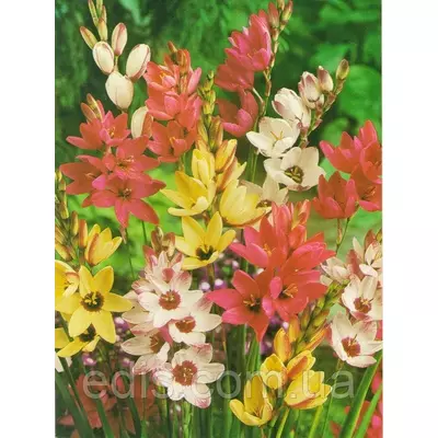 Іксія суміш 5 цибулин/уп.