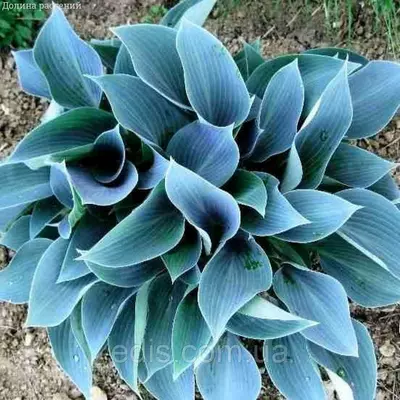 Хоста Blue Cadet (Блу Кадет) контейнер, 1 розетка