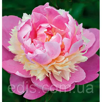 Півонія Sorbet (Сорбет) кореневище