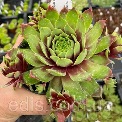 Молодило Mulberry Wine