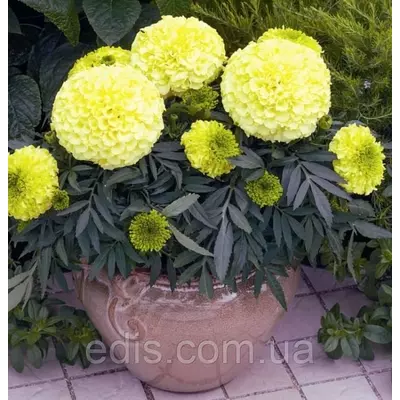 Чорнобривці низькорослі Antigua Yellow F1 5 насінин в оболонці, Яскрава PREMIUM