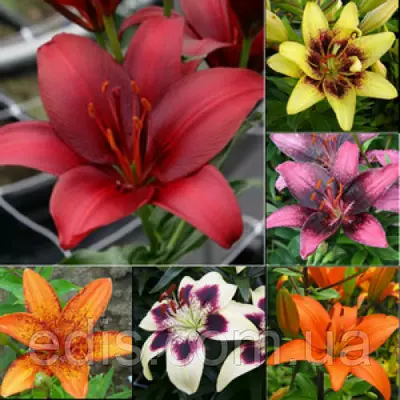 Колекція лілій азіатський, Tango, ЛА-гібридів 25 сортів/ 25 цибулин