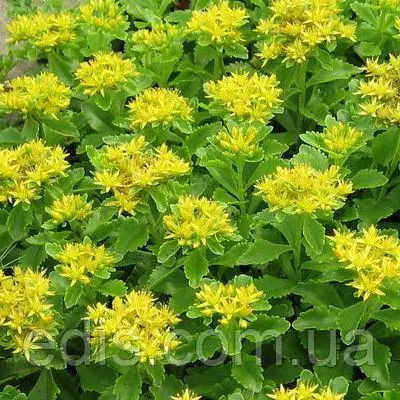 Очиток (седум) помилковий Green Mantle