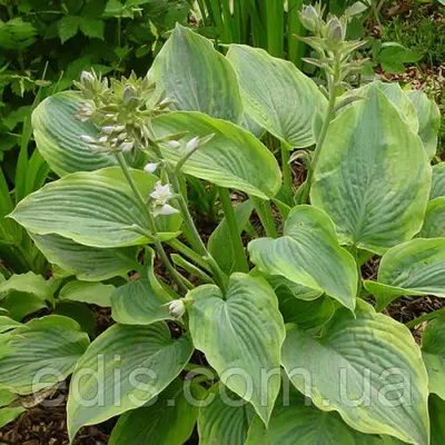 Хоста Alvatine Taylor (Алветін Тейлор) 1-2 розетки контейнер 0,5-1,5 л.