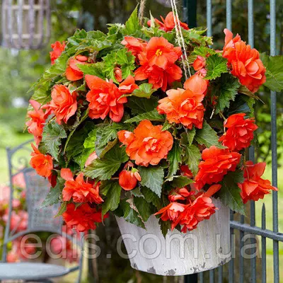 Бегонія бульбова Ампельна з гігантською квіткою Помаранчева, 1 бульба