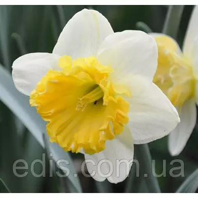 Нарцис Корончатий з махровою короною Blues (Блюз) 10/12 1 цибулина